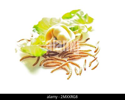 Mealworms approved as human food on white background Stock Photo