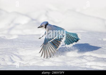 Blue Jay closeup in flight with beautiful colours Stock Photo - Alamy