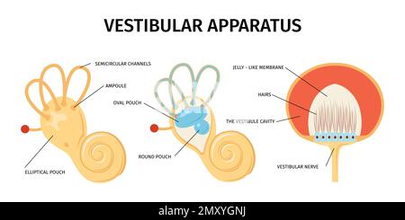 Realistic anatomy ear vestibular system vertigo composition with isolated views of internal organs with text captions vector illustration Stock Vector