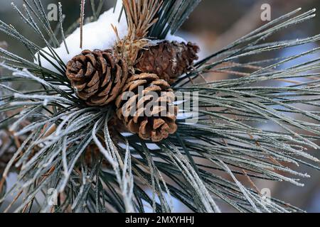 Beautiful pine cones laden with frost and snow on a winter day on the Ridgeview Trail in Osceola, Wisconsin. Stock Photo