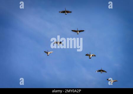 A flock of Canadian geese flying in formation above Manitowoc, Wisconsin. Stock Photo