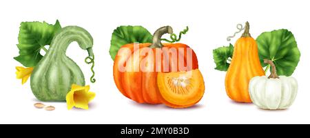 Realistic pumpkin compositions set with different types on riped plants isolated vector illustration Stock Vector