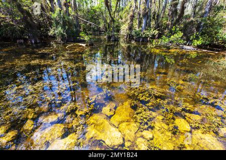 Bald Cypress Trees reflecting in the water in a florida swamp on a warm summer day Stock Photo