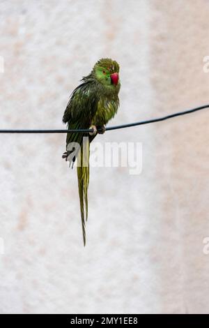 Wet rose-ringed parakeet close up sitting on an electrical line under rain. Stock Photo