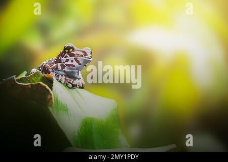 Amazon Milk Frog (Trachycephalus Resinifictrix) Stock Photo