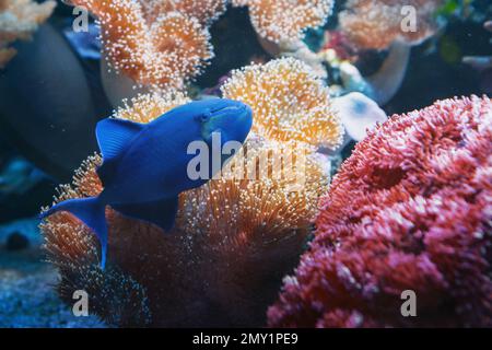 Redtoothed triggerfish Coral Reef Fish (Odonus niger) Stock Photo