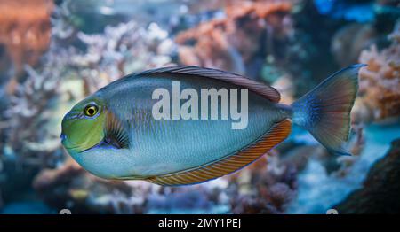 Bignose Unicornfish Coral Reef Fish (Naso vlamingii) Stock Photo