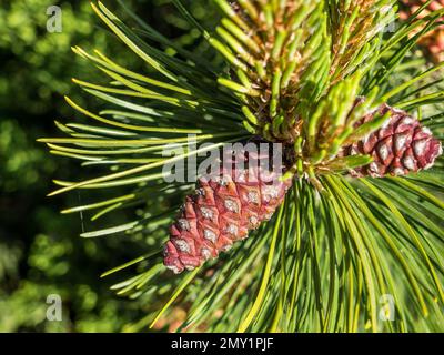 Cones on a pine tree in spring Stock Photo