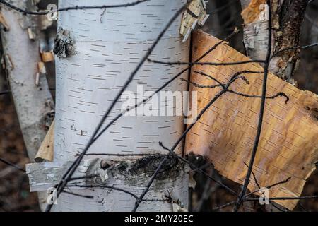 Birch bark peeling off of the tree at Big Marine Park Reserve, Marine on St. Croix, Minnesota USA. Stock Photo