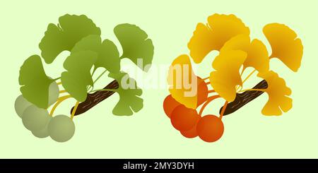 Set gingko biloba twig with fruit Stock Vector