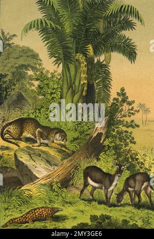 Animal life in the East Indies: Antelope, Manis or Ant-eater, and Cheetah, color illustration, The Instructive Picture Book by Adam White, 1868 Stock Photo