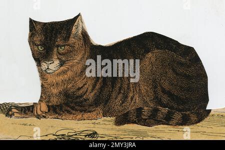 Animal life in Europe: Cat, color illustration, The Instructive Picture Book by Adam White, 1868 Stock Photo