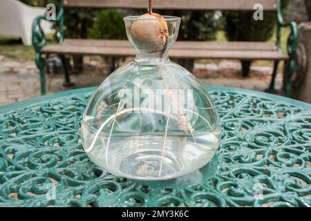 Growing an avocado seed in special starter glass vase closeup Stock Photo