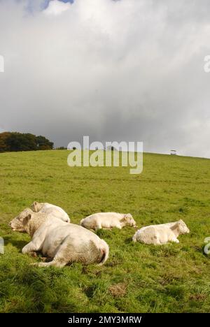 Cows on a hill under cloudy blue sky Stock Photo - Alamy