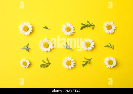 Flat lay composition with fresh chamomiles on yellow background Stock Photo