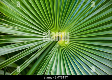 Close-up of the fronds of the Chit palm, Thrinax radiata, found at Tulum, Quintana Roo, Yucatán Peninsula, Mexico Stock Photo