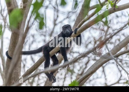 Yucatán black howler resting on a tree branch, Chiapas, Mexico Stock Photo