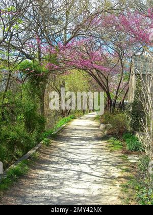 Canal path with pink (Cherry Blossoms) and green tree canopy, along the Delaware River Canal towpath,New Hope,PA, Lambertville,NJ,USA. Stock Photo