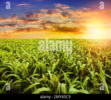 Corn field under a beautiful sky with clouds and sun rays Stock Photo ...