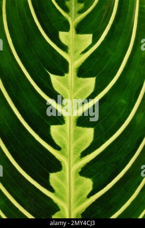Close up of leaf of green veined tropical 'Maranta Leuconeura Lemon Lime' houseplant Stock Photo