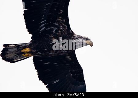 A juvenile bald eagle flies overhead isolated in the sky near Davenport, Iowa on a winter day. Stock Photo
