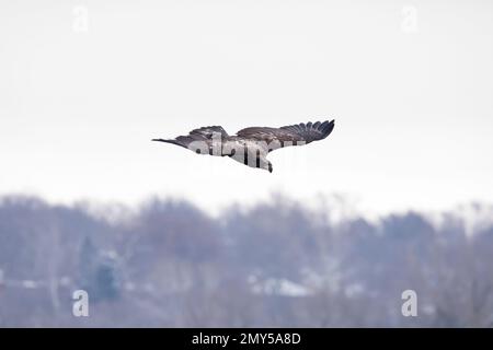 Juvenile bald eagle flies downward over the Mississippi River in Davenport, Iowa, with blue sky and blurred trees in the background. Stock Photo