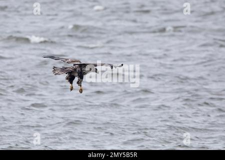 Back view of a juvenile bald eagle looking for fish on the Mississippi River near Davenport, Iowa on a winter day. Stock Photo
