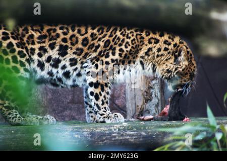Amur Leopard Stock Photo
