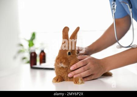 Professional veterinarian examining bunny in clinic, closeup Stock Photo