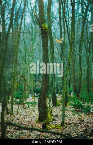 Selective focus on one tree with moss in the forest Stock Photo