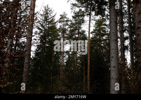 The Perlacher Forst / Gruenwalder Forst on February 4, 2023 near Munich