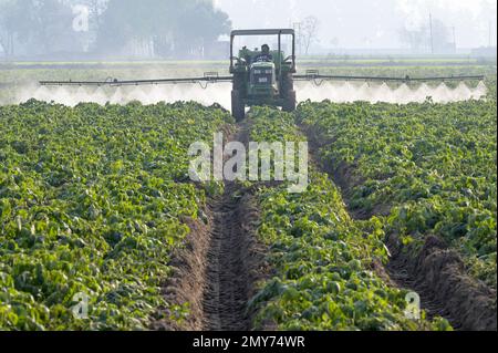 INDIA, Punjab, Ludhiana, spraying of pesticides in potato field with John Deere tractor and spraying machine, in Punjab, the granary of India, started the green revolution in the 1960´s to increase food production with irrigation systems, use of fertilizer, pesticide and high yielding hybrid seeds Stock Photo