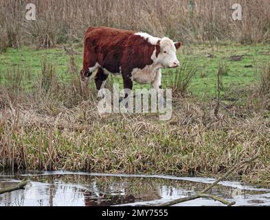A red-white Hereford cow walks away from a river. She is on a floodplain of the Vecht near Hardenberg, the Netherlands Stock Photo