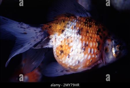 Pearl scale calico goldfish (Carassius auratus Stock Photo - Alamy