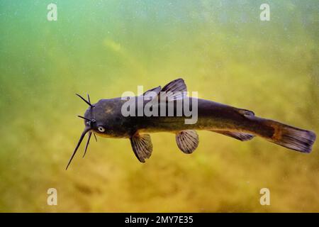 Black bullhead catfish caught in belgium Stock Photo