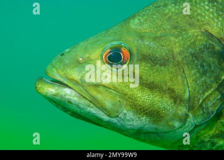 Close-up shot of a wild largemouth bass swimming in a Michigan inland lake. Micropterus salmoides Stock Photo