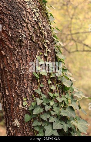 Ivy plant growing on a tree trunk Stock Photo
