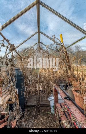 Dead plants in a greenhouse over winter.  Waiting for spring clean to get ready for next year's growing season. Stock Photo