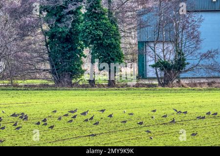 Flock of wild curlew, Numenius arquata, feeding on Norfolk farmland. Stock Photo