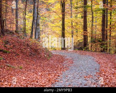 Cobblestone hiking path called Royal Path (Poteca Regala) in Sinaia, Romania. Autumn landscape in Carpathian Mountains. Stock Photo