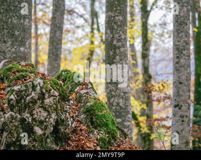 Forest scenery landscape in the Carpathian Mountains. in Romania. Stock Photo