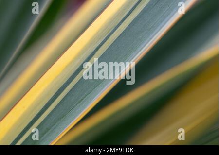 Abstract image showing movement of bright green and yellow cactus leaves. Stock Photo