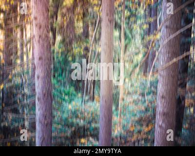 Colorful abstract texture background. Forest scene with motion blure effect Stock Photo