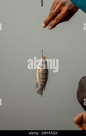 Fish caught in fishing hook and human hand removing the hook from fish to collect by holding nylon string. Used selective focus. Stock Photo