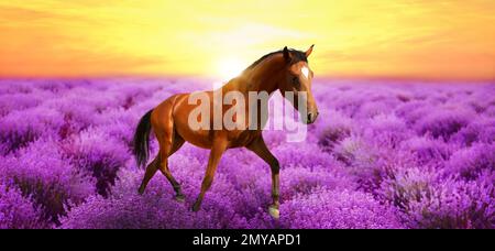 Beautiful bay horse running in lavender field at sunset. Banner design Stock Photo