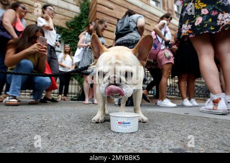 Ice cream shop for dogs petsmart