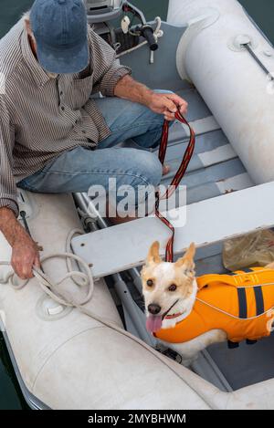 A senior male sits in a grey inflatable dinghy with an outboard engine, a corgi mix dog wearing an orange life vest stands in the bow. Stock Photo
