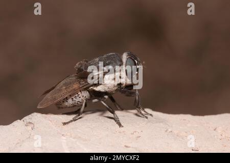 Bot Fly male, Cuterebra austeni, Cuterebridae. Hilltopping at lek Stock ...