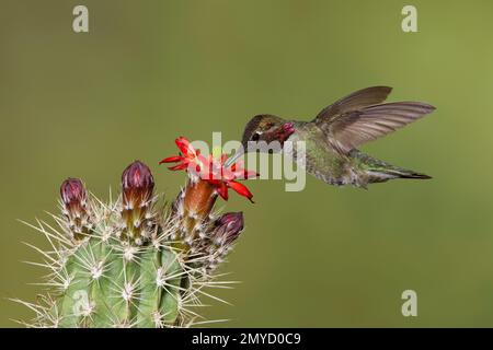 Anna's Hummingbird male, Calypte anna, feeding at Echinocereus sp. cactus. Stock Photo