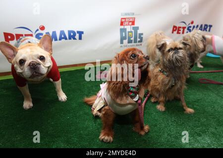 Dog hiking outlet boots petsmart